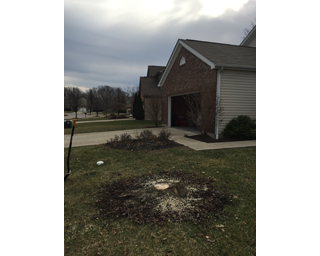 tree clean up