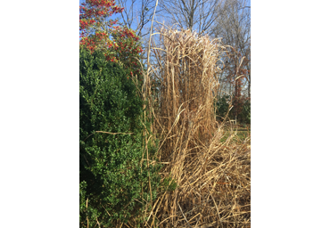 Flower Bed Weeding