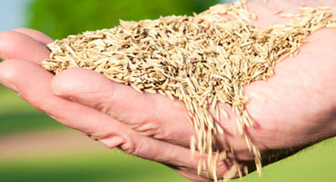 Seeding