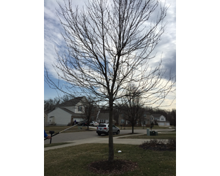 tree cut down