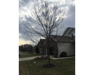 tree cut down