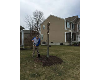 tree clean up