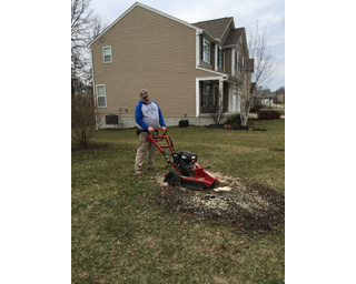 tree clean up